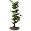 Chamaecyparis obtusa Sekka Hinoki, 53 cm, ± 20 años