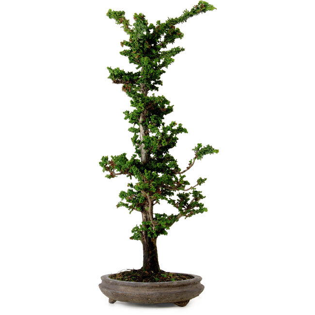 Chamaecyparis obtusa Sekka Hinoki, 53 cm, ± 20 años