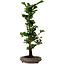 Chamaecyparis obtusa Sekka Hinoki, 53 cm, ± 20 años