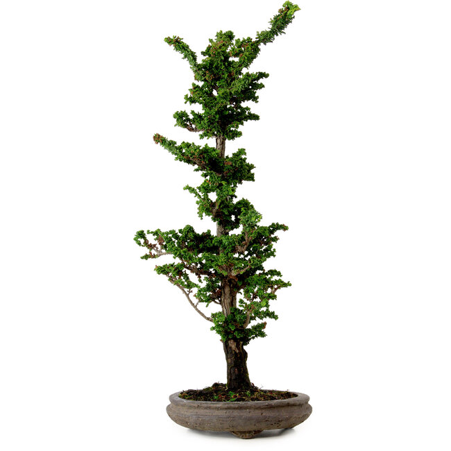 Chamaecyparis obtusa Sekka Hinoki, 53 cm, ± 20 ans