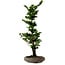 Chamaecyparis obtusa Sekka Hinoki, 53 cm, ± 20 años