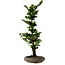 Chamaecyparis obtusa Sekka Hinoki, 53 cm, ± 20 jaar oud