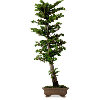 Chamaecyparis obtusa Sekka Hinoki, 59 cm, ± 20 Jahre alt