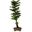 Chamaecyparis obtusa Sekka Hinoki, 59 cm, ± 20 Jahre alt