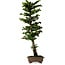 Chamaecyparis obtusa Sekka Hinoki, 59 cm, ± 20 years old