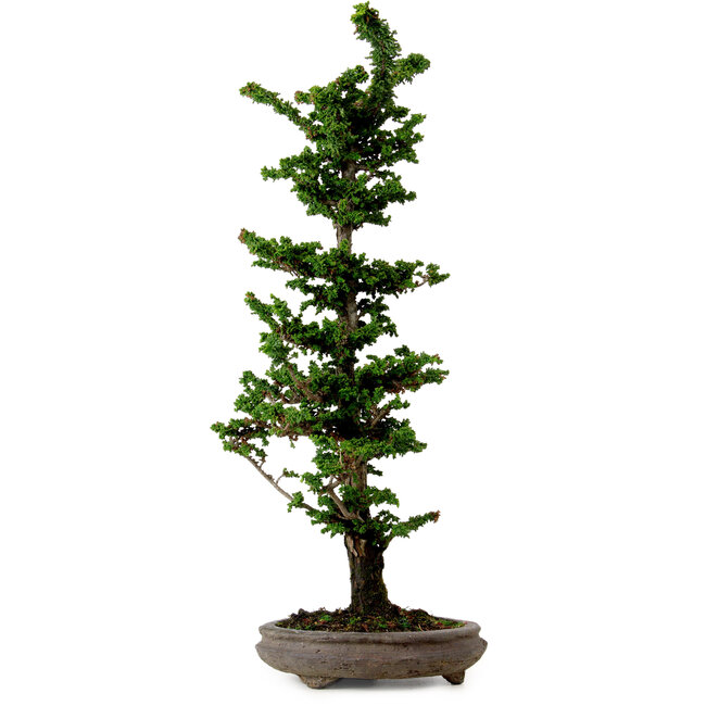 Chamaecyparis obtusa Sekka Hinoki, 53 cm, ± 20 jaar oud