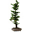 Chamaecyparis obtusa Sekka Hinoki, 53 cm, ± 20 anni