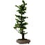 Chamaecyparis obtusa Sekka Hinoki, 53 cm, ± 20 años