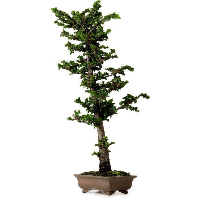 Chamaecyparis obtusa Sekka Hinoki, 59 cm, ± 20 años