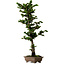 Chamaecyparis obtusa Sekka Hinoki, 59 cm, ± 20 anni