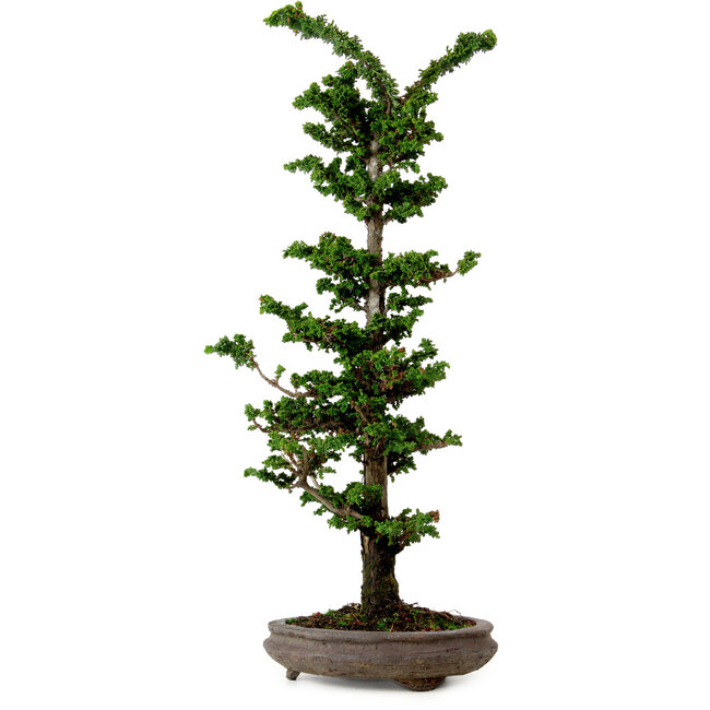 Chamaecyparis obtusa Sekka Hinoki, 53 cm, ± 20 ans