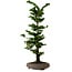 Chamaecyparis obtusa Sekka Hinoki, 53 cm, ± 20 años