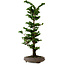 Chamaecyparis obtusa Sekka Hinoki, 53 cm, ± 20 Jahre alt