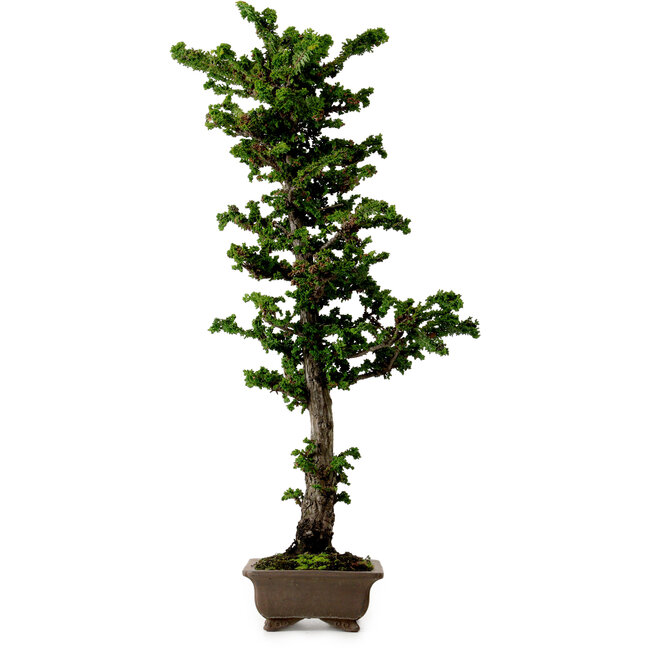 Chamaecyparis obtusa Sekka Hinoki, 59 cm, ± 20 years old