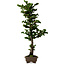 Chamaecyparis obtusa Sekka Hinoki, 59 cm, ± 20 anni