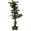 Chamaecyparis obtusa Sekka Hinoki, 59 cm, ± 20 años