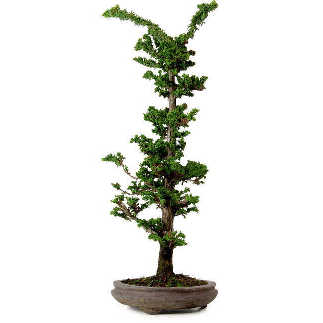 Chamaecyparis obtusa Sekka Hinoki, 53 cm, ± 20 years old