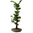 Chamaecyparis obtusa Sekka Hinoki, 53 cm, ± 20 ans