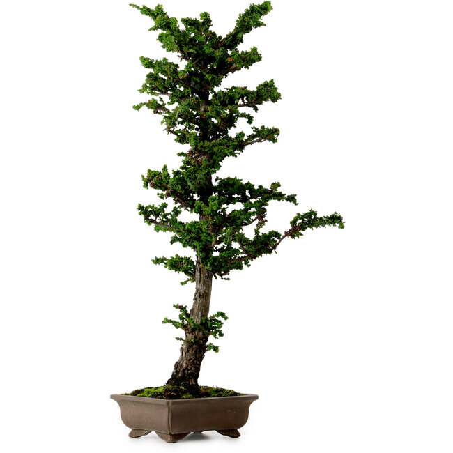 Chamaecyparis obtusa Sekka Hinoki, 59 cm, ± 20 years old
