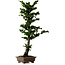 Chamaecyparis obtusa Sekka Hinoki, 59 cm, ± 20 Jahre alt