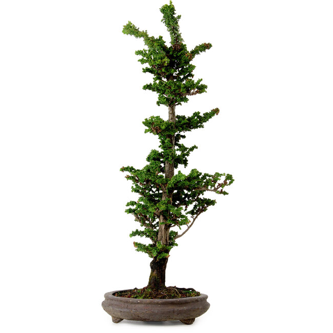 Chamaecyparis obtusa Sekka Hinoki, 53 cm, ± 20 ans