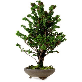 Chamaecyparis obtusa Sekka Hinoki, 30 cm, ± 20 años