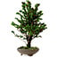 Chamaecyparis obtusa Sekka Hinoki, 30 cm, ± 20 años