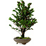 Chamaecyparis obtusa Sekka Hinoki, 30 cm, ± 20 years old
