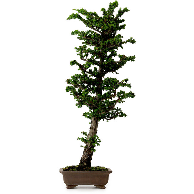Chamaecyparis obtusa Sekka Hinoki, 59 cm, ± 20 years old