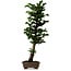 Chamaecyparis obtusa Sekka Hinoki, 59 cm, ± 20 años