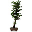 Chamaecyparis obtusa Sekka Hinoki, 59 cm, ± 20 jaar oud