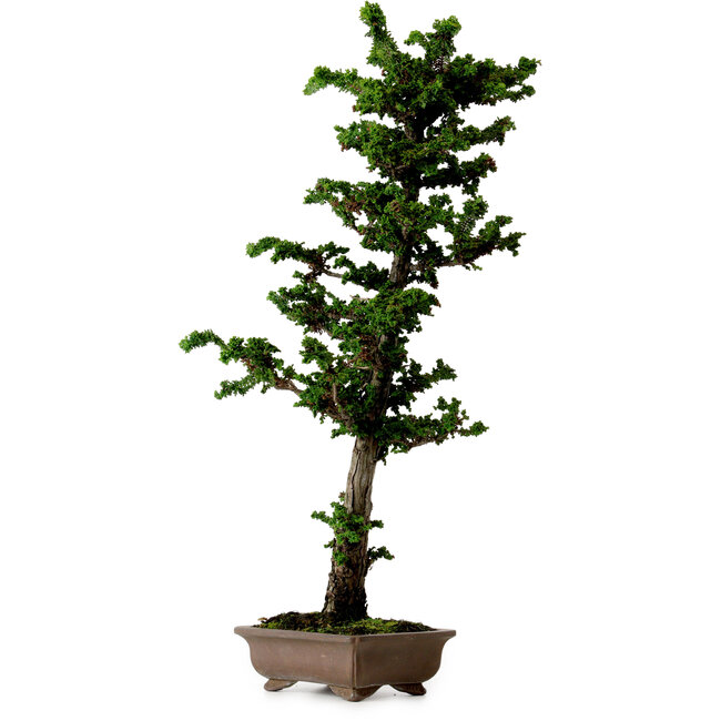 Chamaecyparis obtusa Sekka Hinoki, 59 cm, ± 20 years old