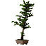 Chamaecyparis obtusa Sekka Hinoki, 59 cm, ± 20 años
