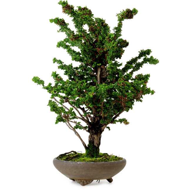 Chamaecyparis obtusa Sekka Hinoki, 30 cm, ± 20 años
