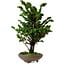 Chamaecyparis obtusa Sekka Hinoki, 30 cm, ± 20 años