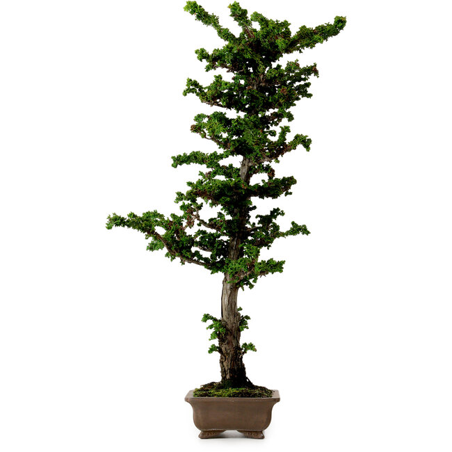 Chamaecyparis obtusa Sekka Hinoki, 59 cm, ± 20 years old