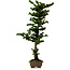 Chamaecyparis obtusa Sekka Hinoki, 59 cm, ± 20 years old