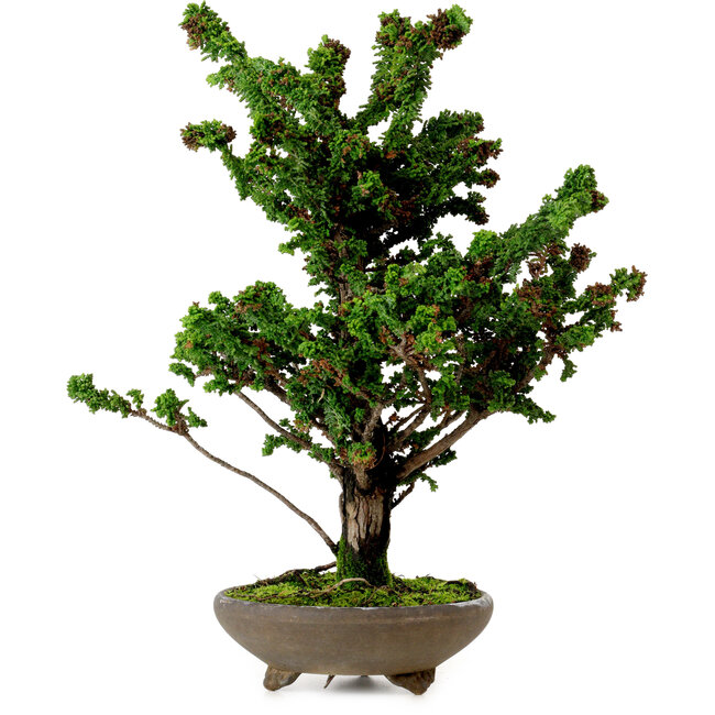 Chamaecyparis obtusa Sekka Hinoki, 30 cm, ± 20 años