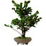Chamaecyparis obtusa Sekka Hinoki, 30 cm, ± 20 años