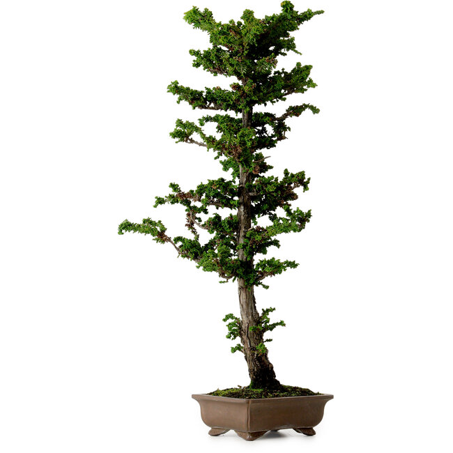 Chamaecyparis obtusa Sekka Hinoki, 59 cm, ± 20 Jahre alt
