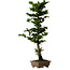Chamaecyparis obtusa Sekka Hinoki, 59 cm, ± 20 ans