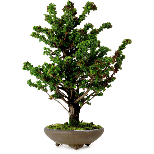 Chamaecyparis obtusa Sekka Hinoki, 30 cm, ± 20 años