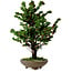 Chamaecyparis obtusa Sekka Hinoki, 30 cm, ± 20 años