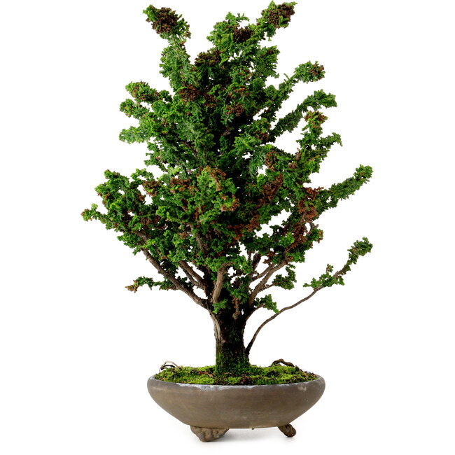 Chamaecyparis obtusa Sekka Hinoki, 30 cm, ± 20 years old