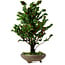 Chamaecyparis obtusa Sekka Hinoki, 30 cm, ± 20 años