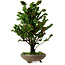 Chamaecyparis obtusa Sekka Hinoki, 30 cm, ± 20 ans