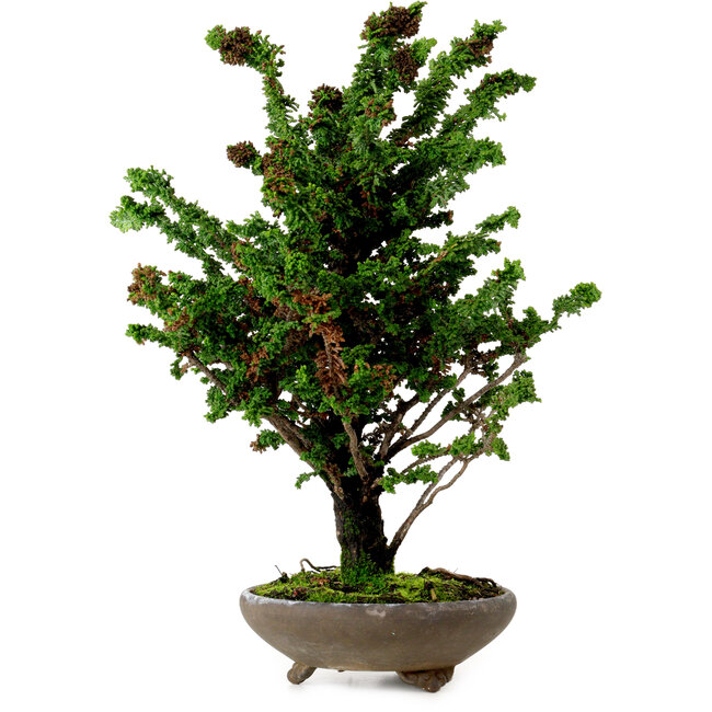 Chamaecyparis obtusa Sekka Hinoki, 30 cm, ± 20 Jahre alt
