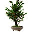 Chamaecyparis obtusa Sekka Hinoki, 30 cm, ± 20 años