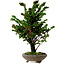 Chamaecyparis obtusa Sekka Hinoki, 30 cm, ± 20 years old
