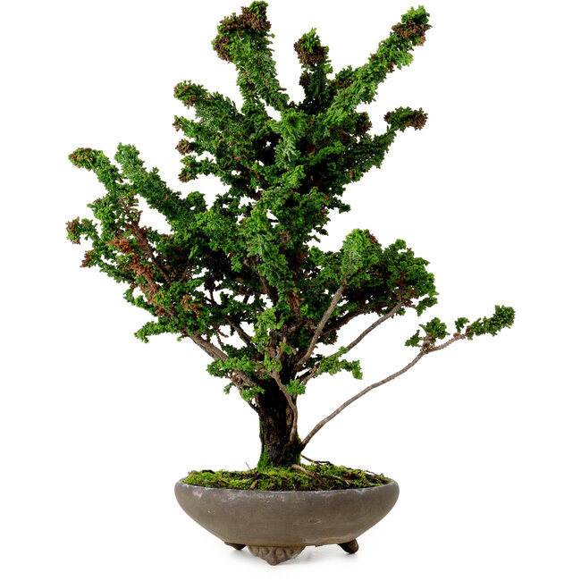 Chamaecyparis obtusa Sekka Hinoki, 30 cm, ± 20 años